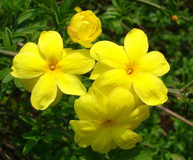 迎春花扦插方法和时间