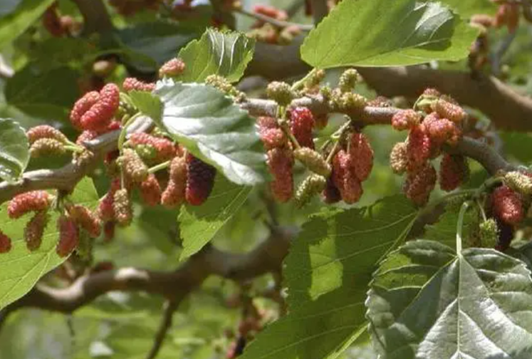 彻底杀死桑树最好方法