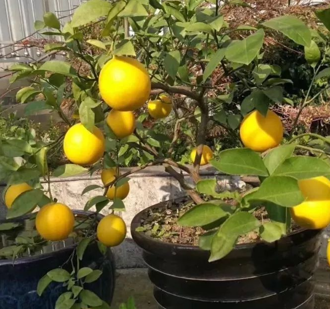 柠檬树可以施复合肥吗