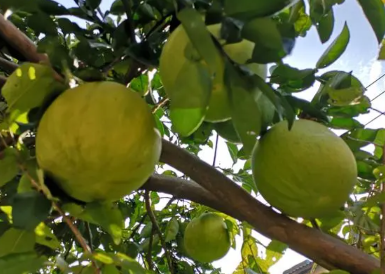 柚子树需要多少年结果