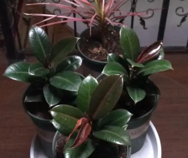 橡皮树的叶插方法和注意事项是什么呢