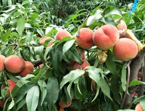 桃树浇水最佳时间是什么时候呢