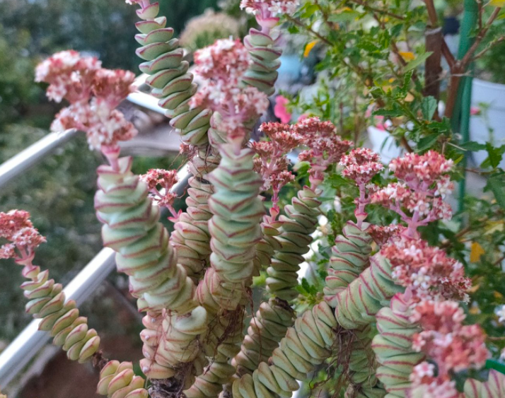 钱串开花是什么预兆呢