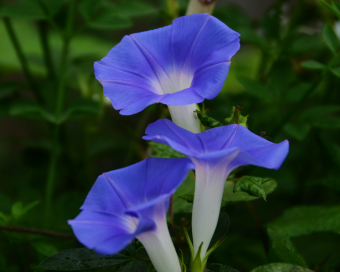 牵牛花八月份还能种吗