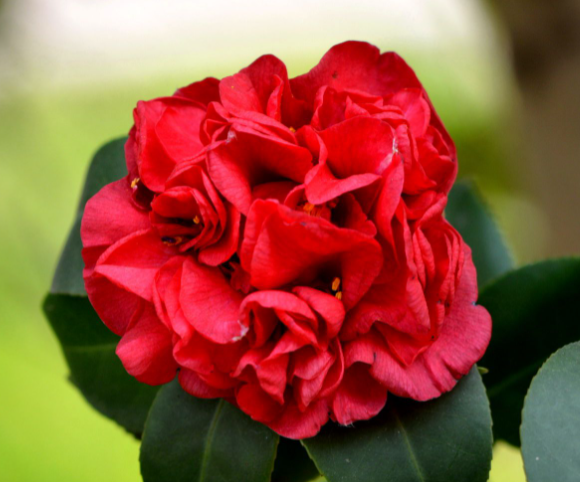 山茶花什么时候修剪最好