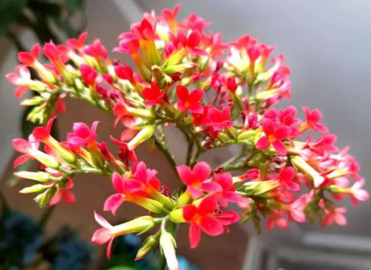 如意花在家里养好不好