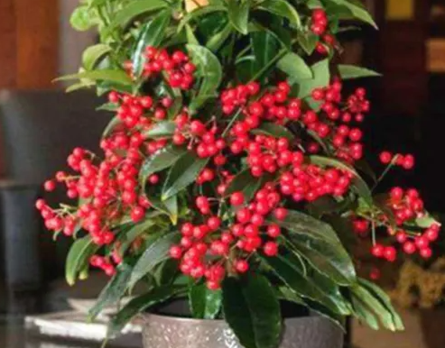 金玉满堂树怎么过冬呢