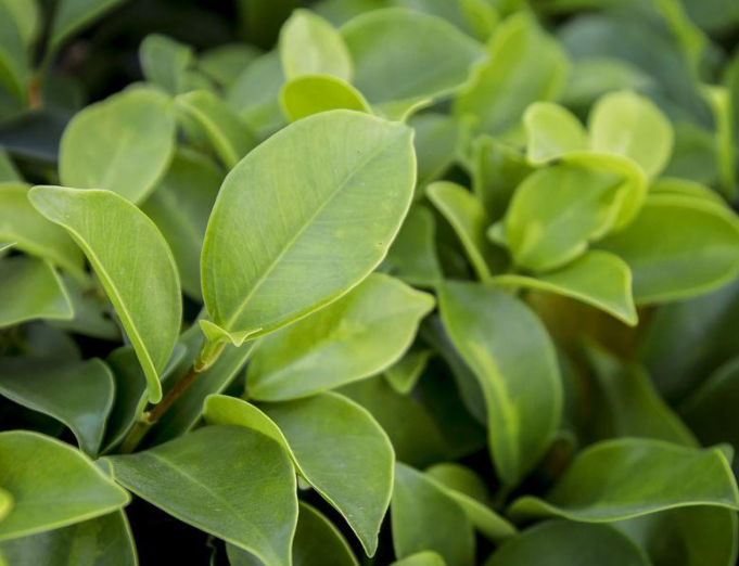 榕树的叶子像什么