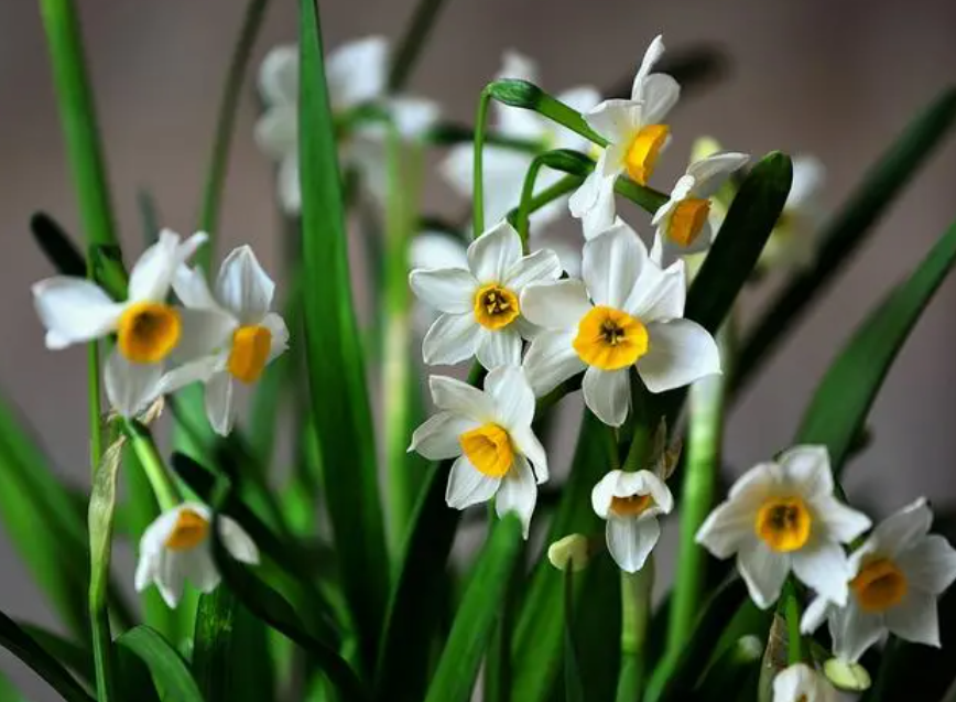 水仙花是哪个季节开的