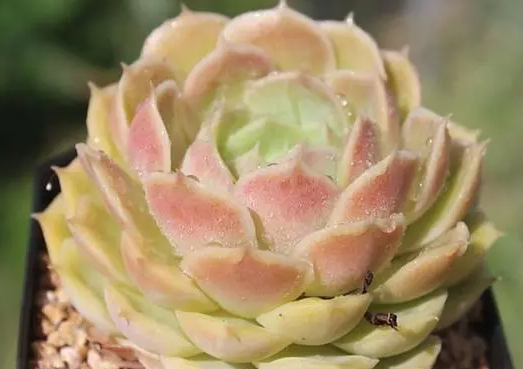 莲花座多肉徒长如何处理