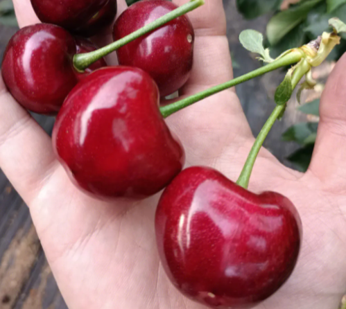 大樱桃一般几月份开花