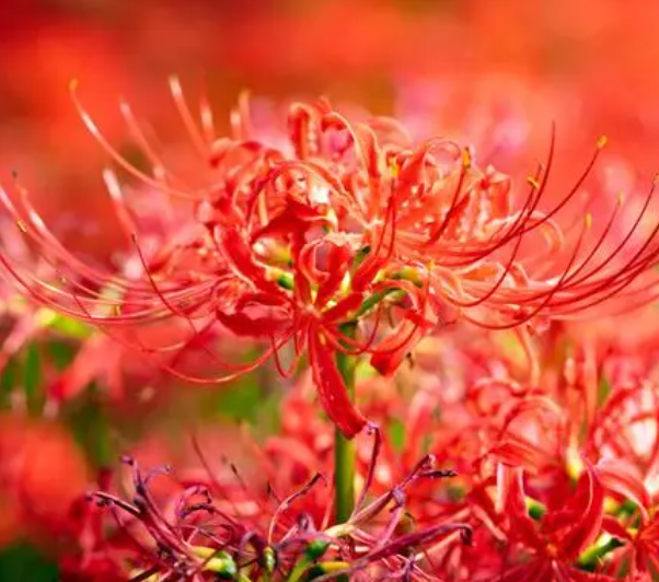 送彼岸花寓意是什么