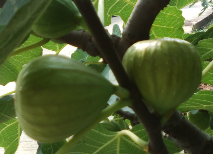 无花果树的种植禁忌是什么呢