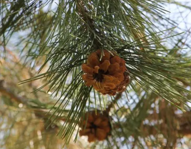 如何修剪松树造型呢