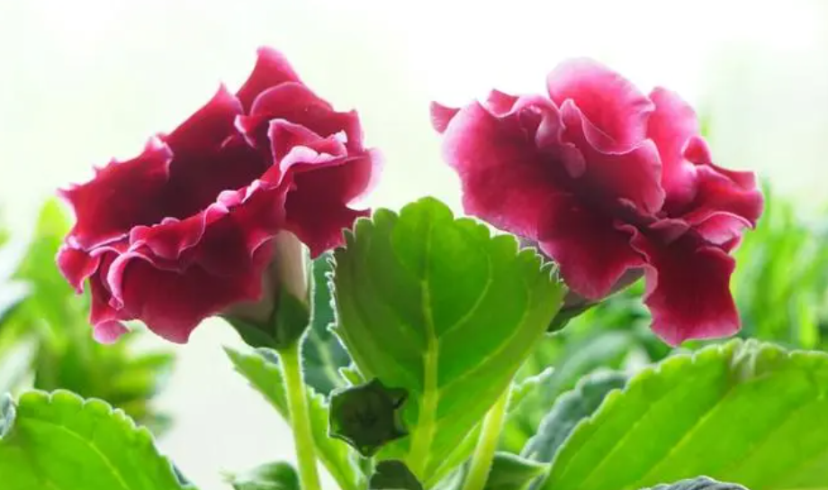 最耐阴的十大室内花卉是什么呢