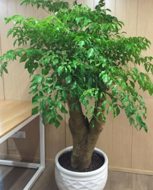 富贵树的养殖方法