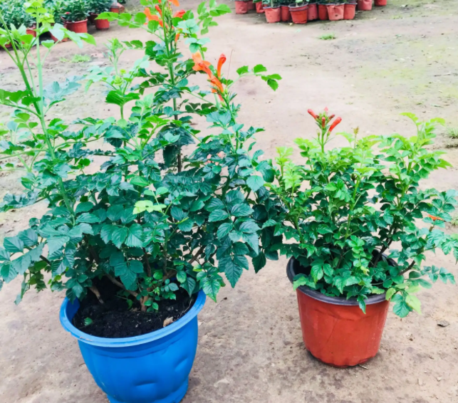 凌霄花用什么样的盆合适