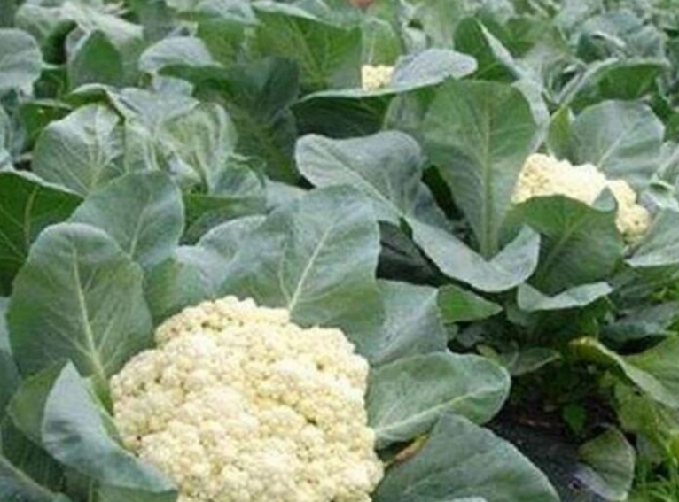 秋季菜花的种植时间及管理