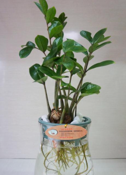 桑树枝可以水培生根吗