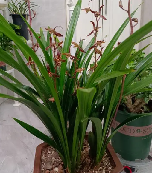 墨兰花期是几月份