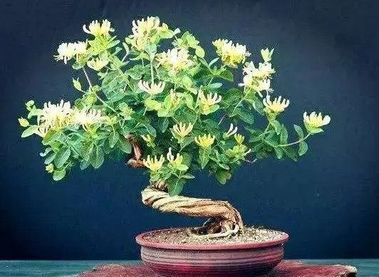 金银花老桩一年必死