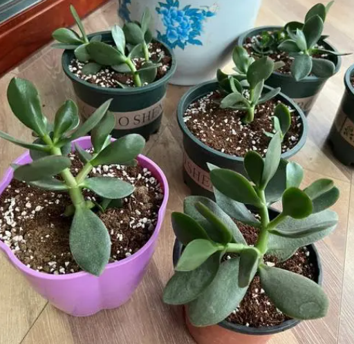 玉树扦插方法与时间