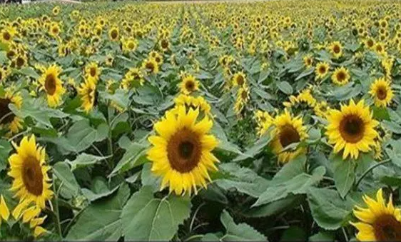 葵花怎么种植技术