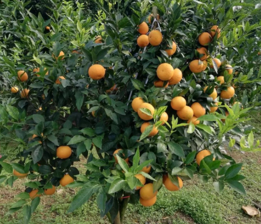 沃柑树一般寿命多少年
