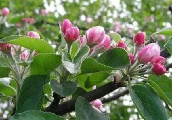 一棵苹果树怎么授粉