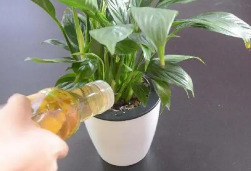 果皮泡水多长时间可以浇花