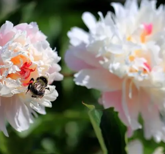 芍药花喜欢阳光吗