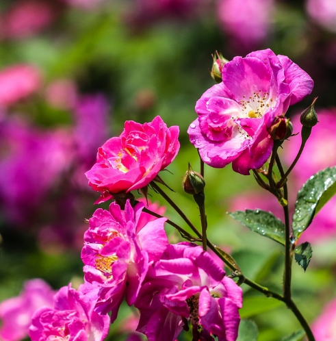 蔷薇花能活几年