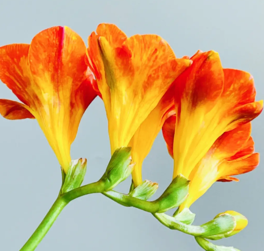 香雪兰鲜切花能养多久