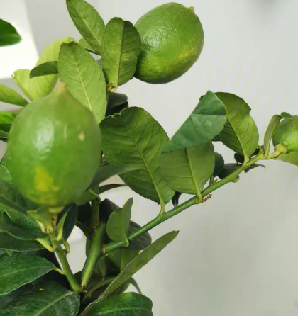 柠檬树浇水的注意事项