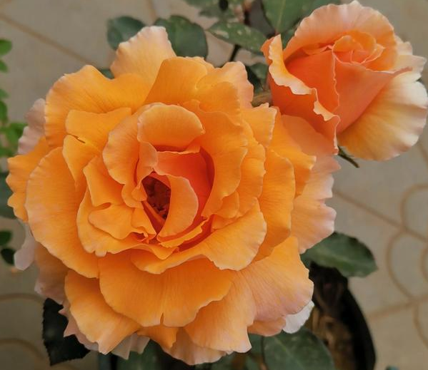 杰乔伊月季花期多长