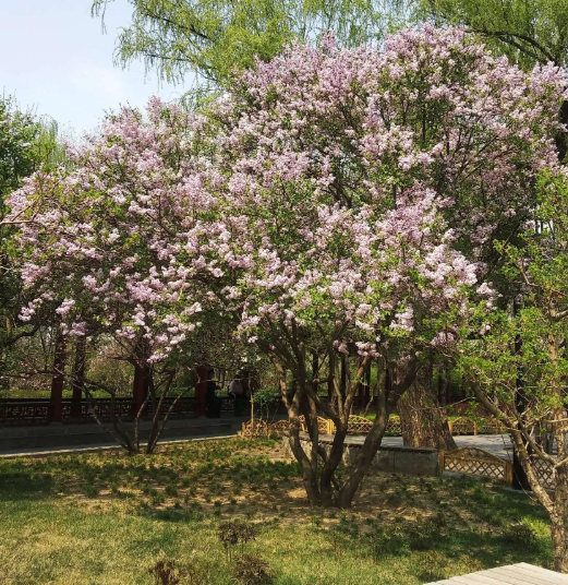 夏天丁香树能修剪吗