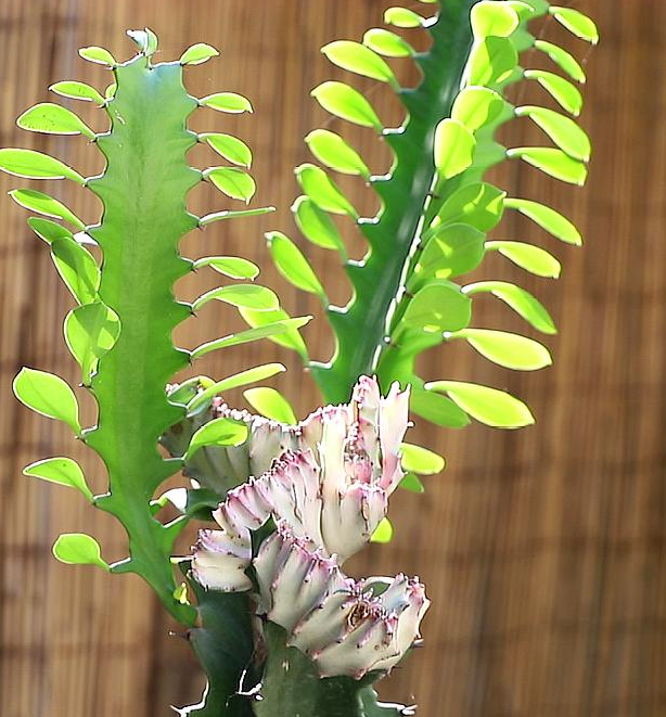 龙骨花需要换土吗