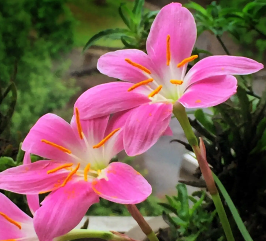 韭莲花冬天怎么养护