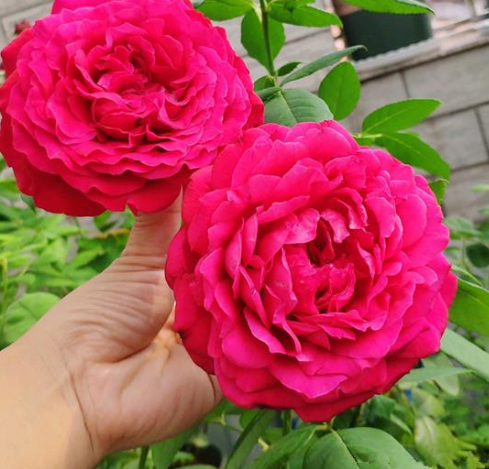 詹尼斯月季花的优点缺点