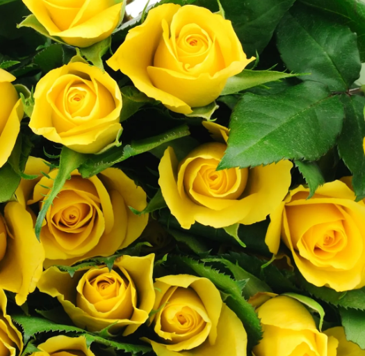 家里养黄玫瑰花好吗