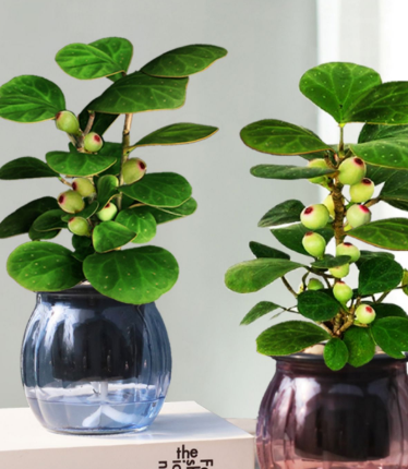 小盼菩提树盆栽养殖方法