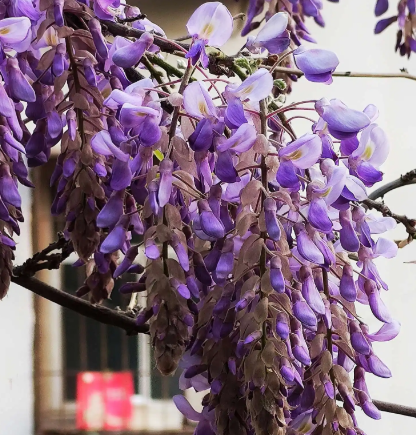 紫藤花养殖方法注意事项