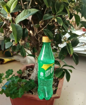 雪碧浇花适合哪些植物