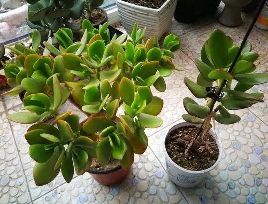 玉树换盆后要怎样养护