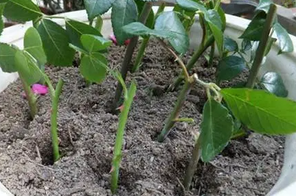 蔷薇花扦插技术和时间