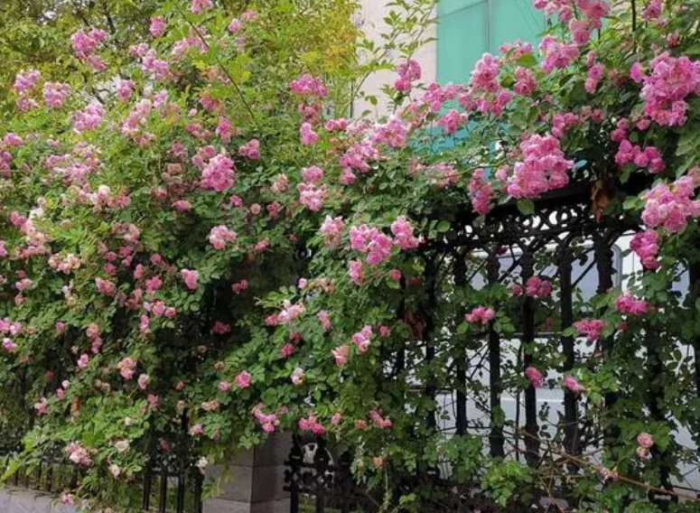 爬墙蔷薇的花能做药材吗