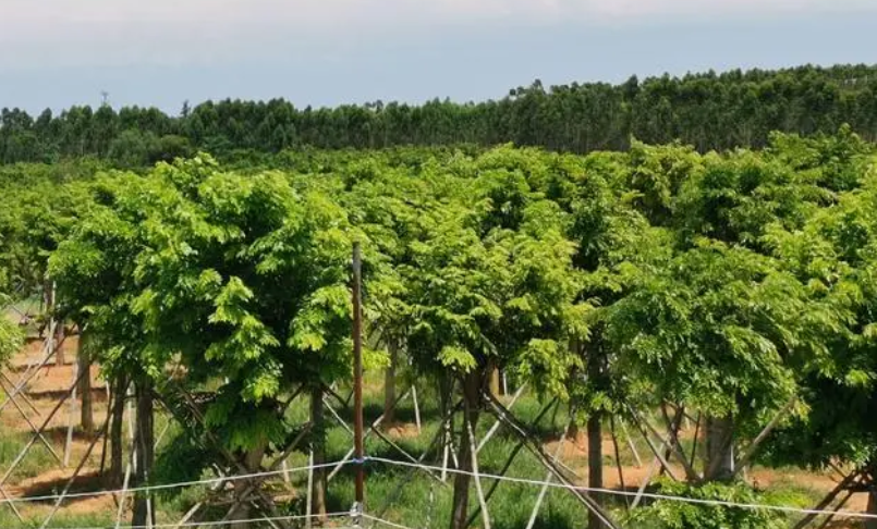 海南黄花梨栽种环境