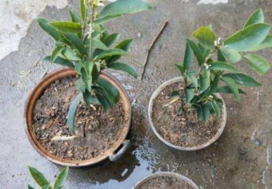 桂花几月份扦插