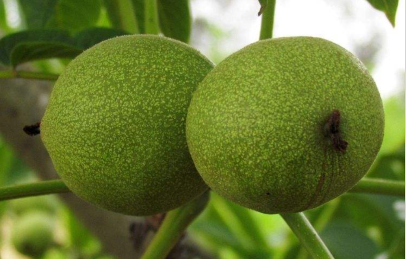 核桃树的生长周期长吗