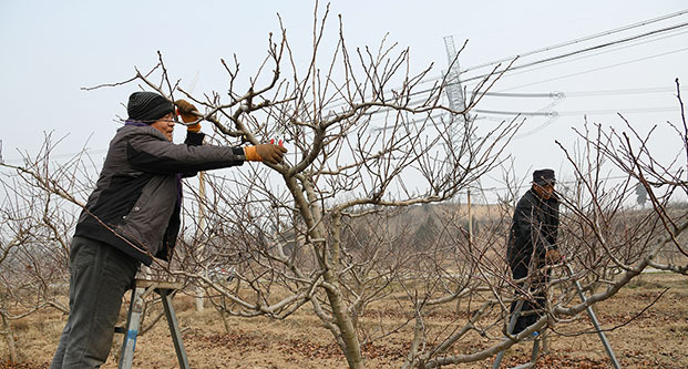 山楂树什么时候剪枝好
